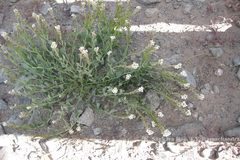Christolea crassifolia